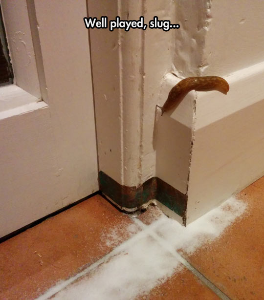 funny-slug-salt-avoid-door