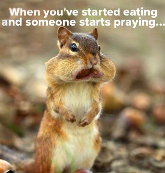 funny-squirrel-eating-full-mouth