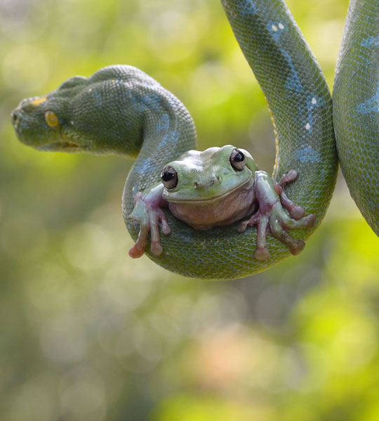 funny-tree-frog-riding-python