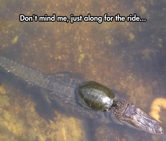 funny-turtle-crocodile-lake-ride