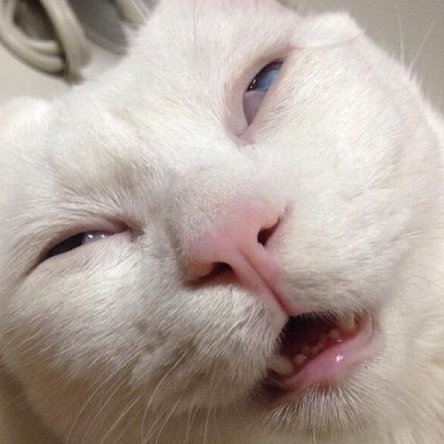 cats_derp_1