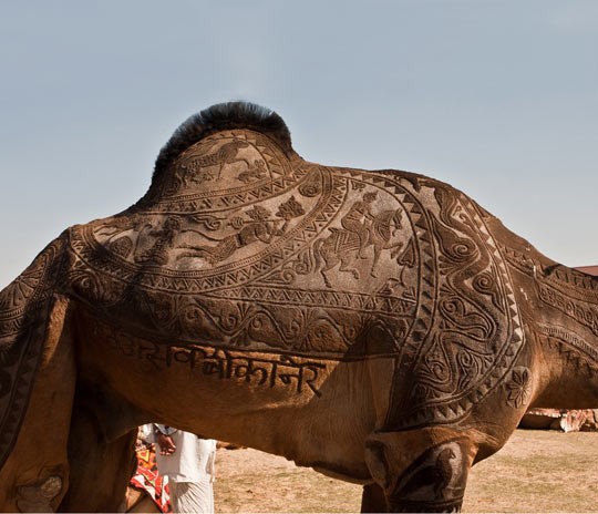 Beautiful Camel Shearing