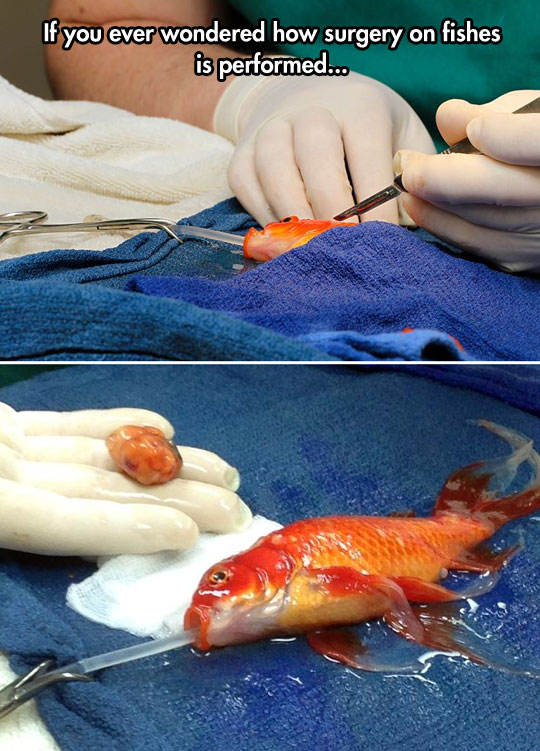 George The Goldfish And His Surgery