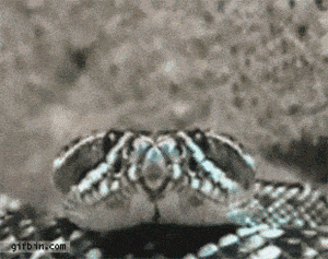 Ever Saw A Snake Yawning?