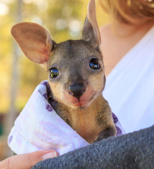 Joey, The Baby Wallaby