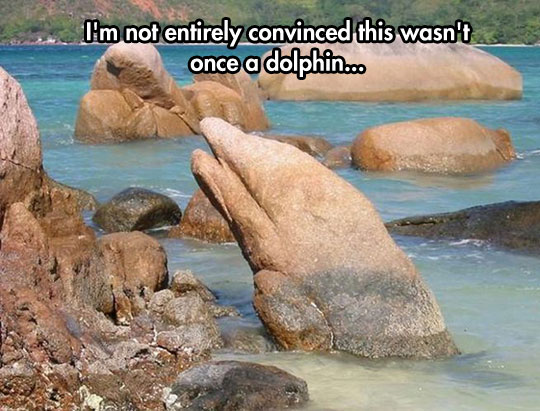 cool-rock-dolphin-like-sea
