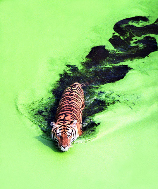 Tiger Crossing A Green Lake