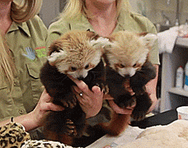Red Pandas Are Little Handfuls At The Lincoln Children
