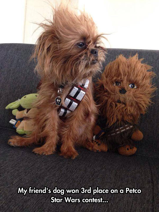 funny-Star-Wars-contest-dog-toy