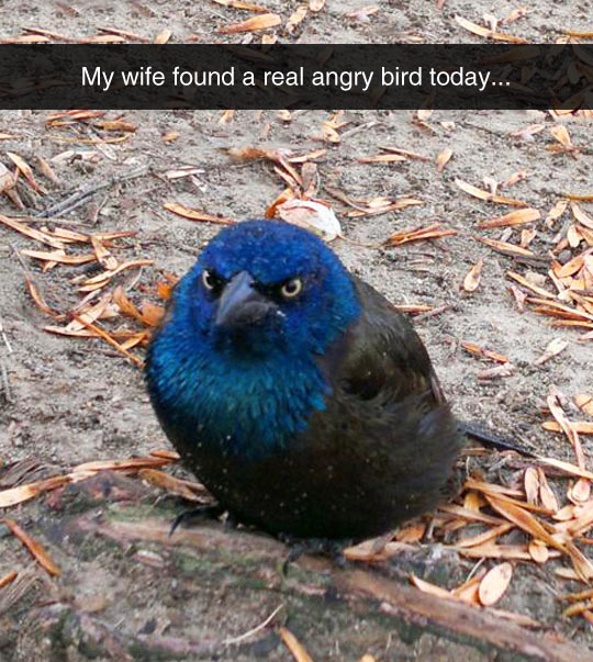 A Real Life Angry Bird