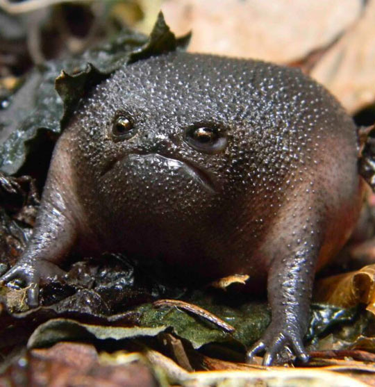 funny-black-rain-frog-ugly