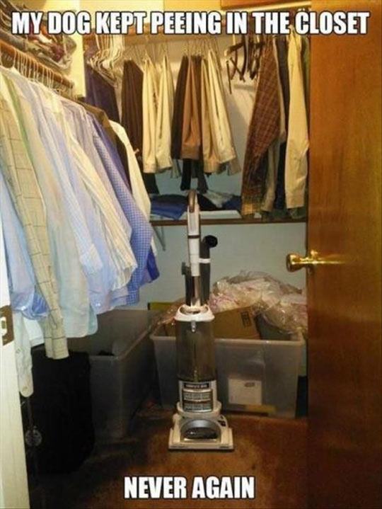 funny-cat-closet-peeing-vacuum-1