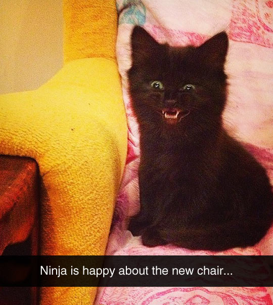 funny-cat-happy-new-chair