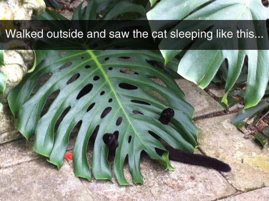 funny-cat-sleeping-below-giant-leaf