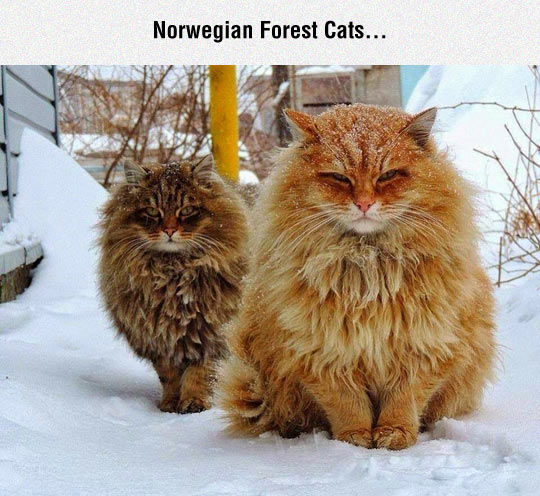 funny-cats-furry-snow-Norwegian