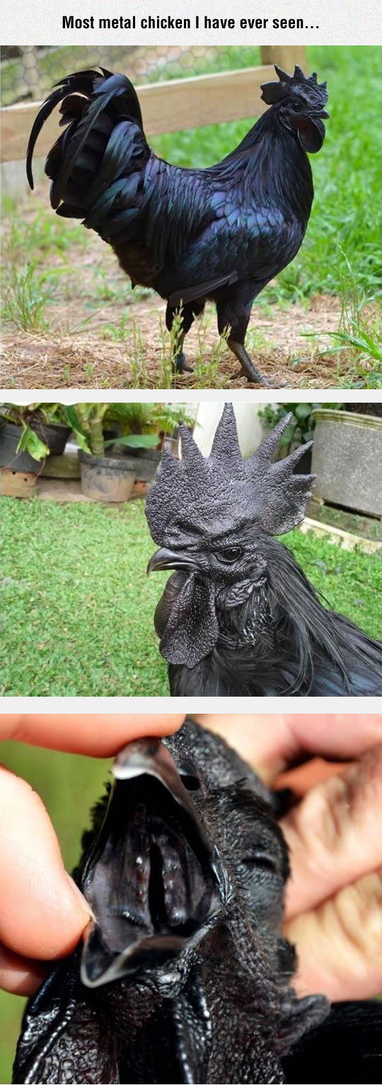 Most Heavy Metal Chicken I Have Ever Seen