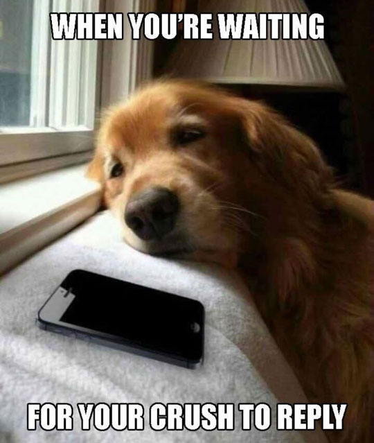 funny-cute-dog-looking-iPhone