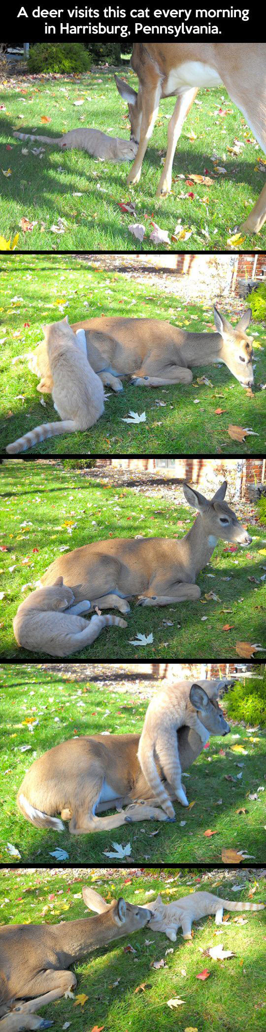 Deer And Cat Are Morning Friends