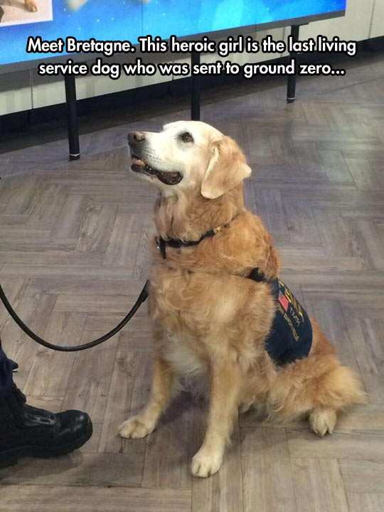 funny service dog