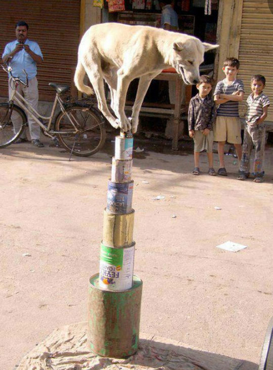 funny-dog-balancing-cans