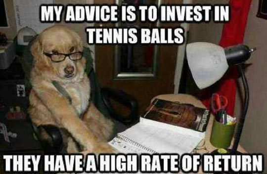 funny-dog-business-advice-tennis-balls