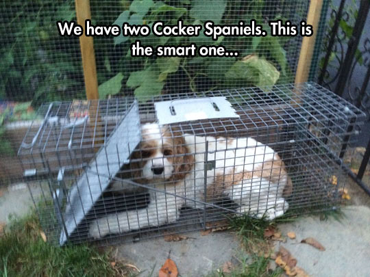 funny-dog-cage-Cooker-Spaniels-smart