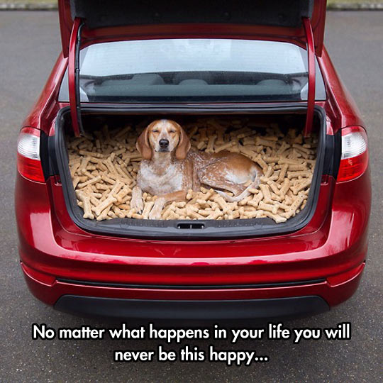 funny-dog-car-cookie-full