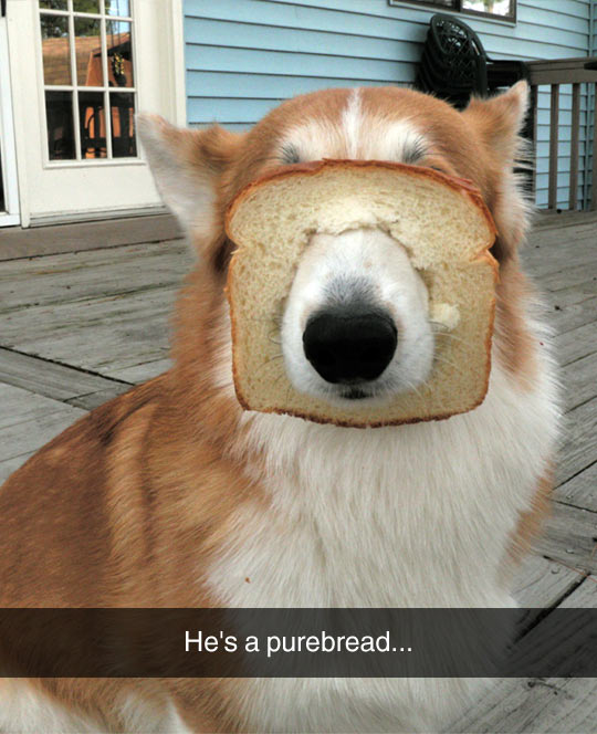 He Looks Inbred To Me