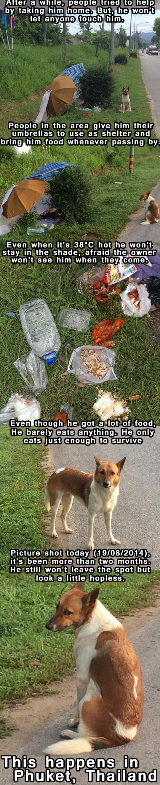 funny-dog-dumped-aside-road-umbrella-shelter-waiting