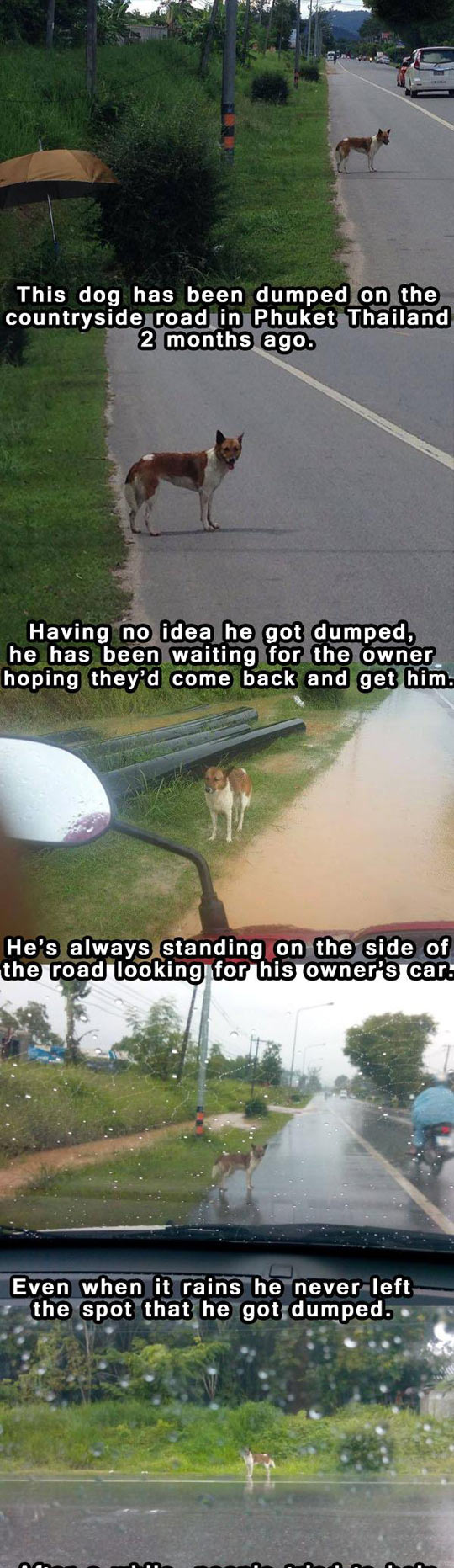 funny-dog-dumped-aside-road-umbrella-shelter