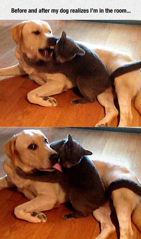 Being Nice To The Cat