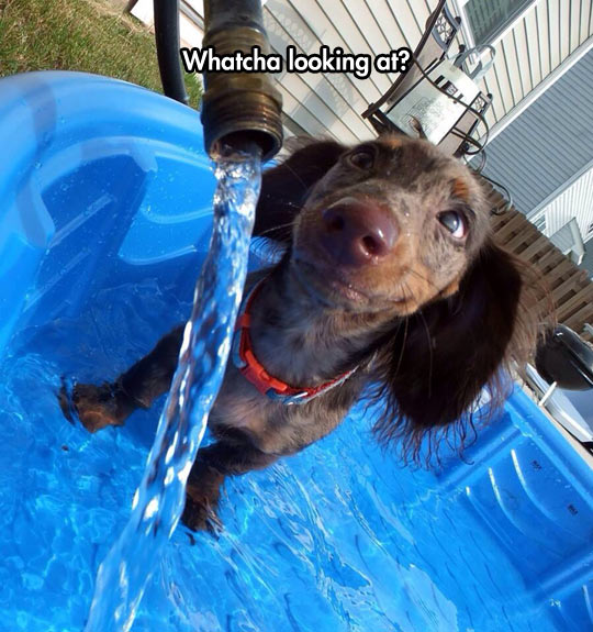 funny-dog-pool-hose-water