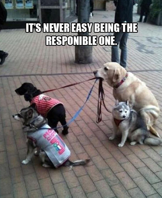 funny-dog-puppy-leash-street
