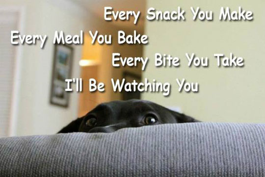 funny-dog-song-Every-Breath-You-Take