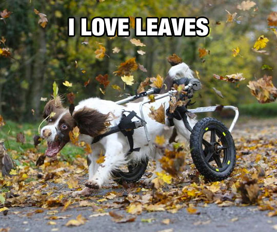 funny-dog-wheelchair-leaf-forest