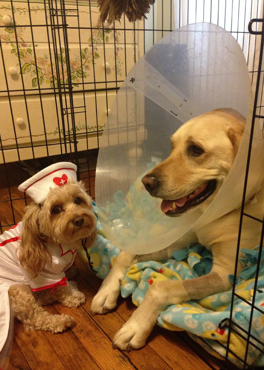 funny-dogs-nurse-cone-love