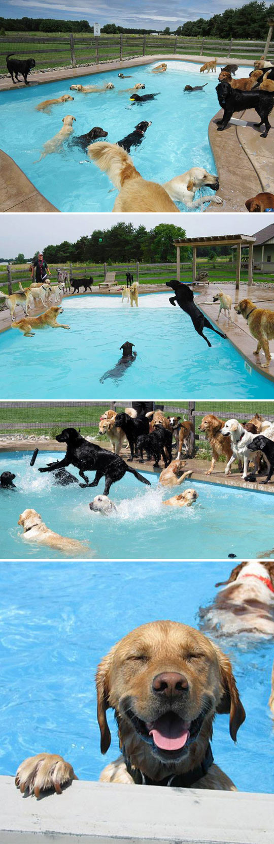 funny-dogs-pool-party-swimming