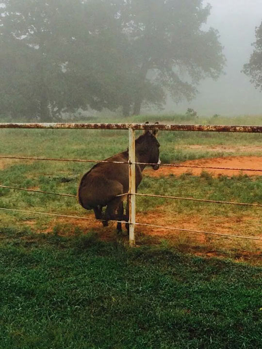 funny-donkey-fence-sitting-mist