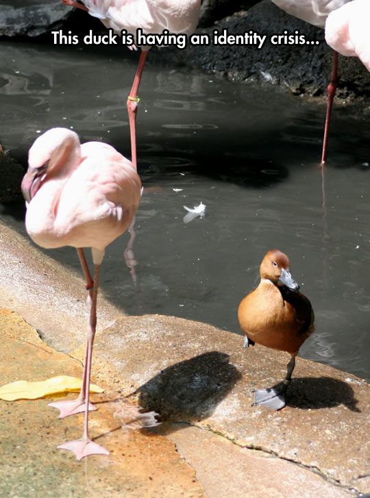 funny-duck-flamingo-one-leg