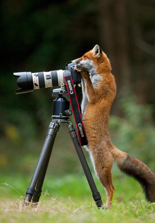 Fox With A Photography Gear