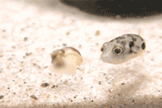 Baby Puffer Fish Are So Inquisitive