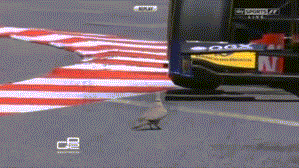Bird Dodges F1 Racing Car