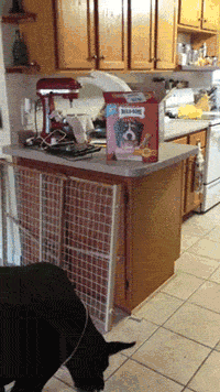funny-gif-bird-feeding-dog-crackers