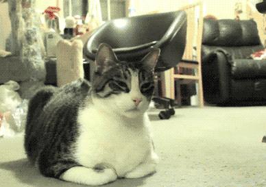 funny-gif-cat-don't-like-strawberries