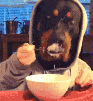 Just A Regular Breakfast For A Dog