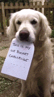 My Ice Bucket Challenge