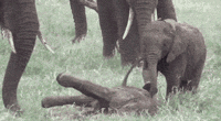funny-gif-elephant-playing-getting-up