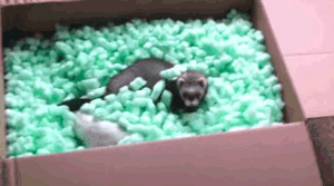 funny-gif-ferrets-box-playing