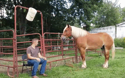 Horse Seems Pleased To Be Doing That