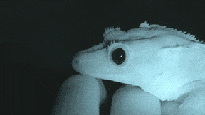 funny-gif-lizard-eye-dilating
